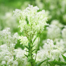 Load image into Gallery viewer, Mabon Seed Pack - Meadowsweet