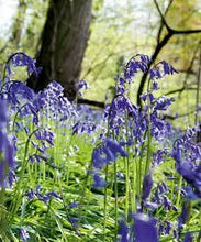 Load image into Gallery viewer, Ostara Seed Pack - Bluebell