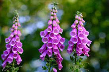 Load image into Gallery viewer, Beltane Seed Pack - Foxglove
