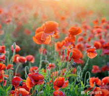 Load image into Gallery viewer, Lammas Seed Pack - Wild Poppy
