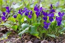Load image into Gallery viewer, Imbolc Seed Pack - sweet violet