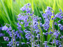 Load image into Gallery viewer, Imbolc - Pure goats milk soap with wild bluebell petals
