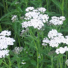 Load image into Gallery viewer, Litha Seed Pack - Yarrow
